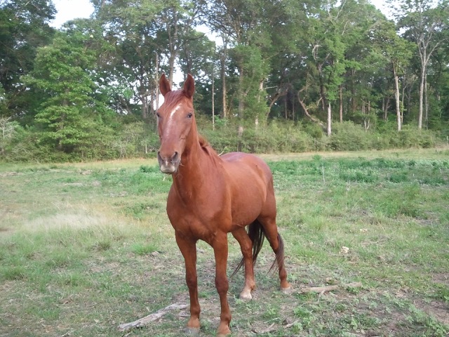 Chesnut Horse