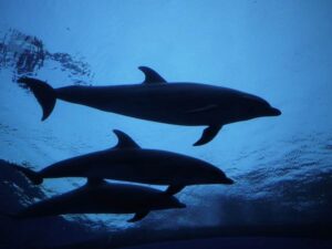 Dolphins at night