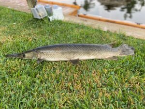 Alligator Gar laying in the grass