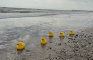 Five yellow rubber duckies on a beach